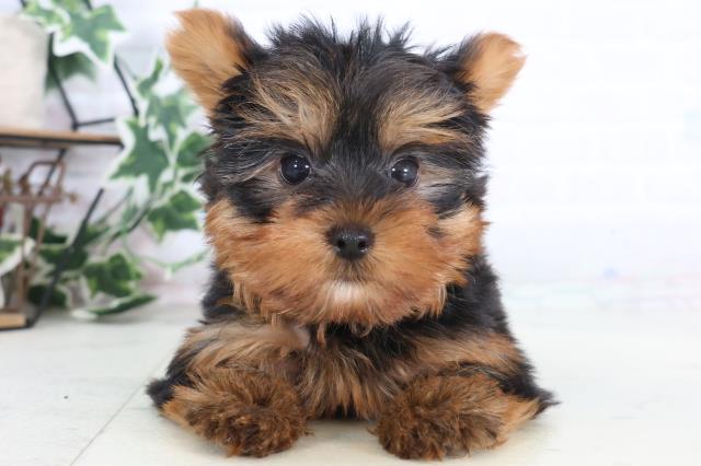 熊本県のヨークシャーテリア (Coo&RIKU宇土シティモール店/2025年12月11日生まれ/男の子/スチールブルータン)の子犬の1枚目の画像