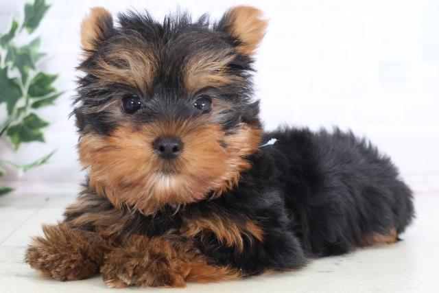 熊本県のヨークシャーテリア (Coo&RIKU宇土シティモール店/2025年12月11日生まれ/男の子/スチールブルータン)の子犬の3枚目の画像