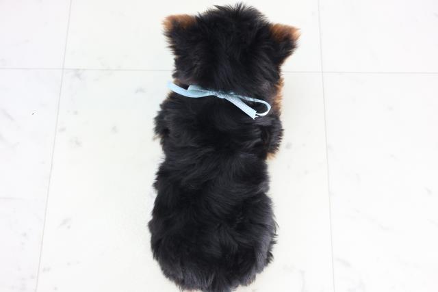 熊本県のヨークシャーテリア (Coo&RIKU宇土シティモール店/2025年12月11日生まれ/男の子/スチールブルータン)の子犬の4枚目の画像