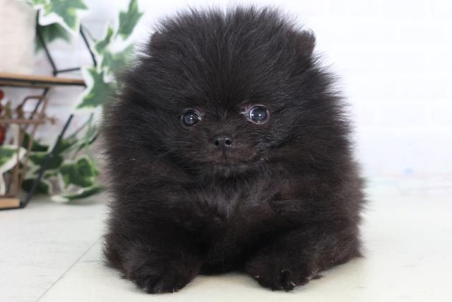 長崎県のポメラニアン (Coo&RIKU長崎佐世保店/2025年12月12日生まれ/女の子/ブラック)の子犬の1枚目の画像