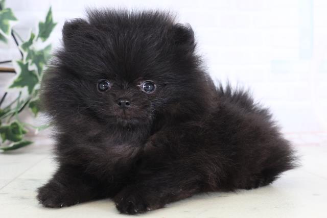 長崎県のポメラニアン (Coo&RIKU長崎佐世保店/2025年12月12日生まれ/女の子/ブラック)の子犬の3枚目の画像