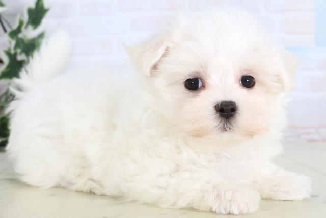 福岡県のマルチーズ (Coo&RIKU福岡東店/2025年12月13日生まれ/女の子/ホワイト)の子犬の2枚目の画像