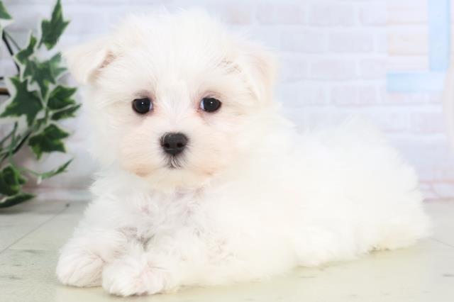 福岡県のマルチーズ (Coo&RIKU福岡東店/2025年12月13日生まれ/女の子/ホワイト)の子犬の3枚目の画像