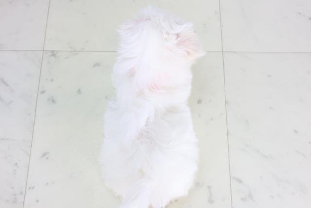 福岡県のマルチーズ (Coo&RIKU福岡東店/2025年12月13日生まれ/女の子/ホワイト)の子犬の4枚目の画像