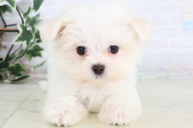 福岡県のマルチーズ (Coo&RIKU行橋店/2025年12月13日生まれ/女の子/ホワイト)の子犬の1枚目の画像