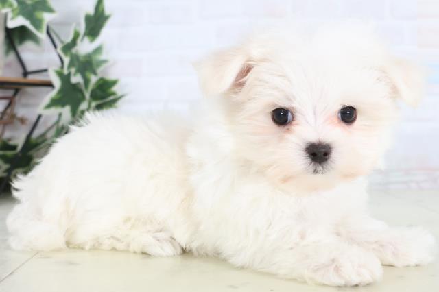 福岡県のマルチーズ (Coo&RIKU行橋店/2025年12月13日生まれ/女の子/ホワイト)の子犬の2枚目の画像
