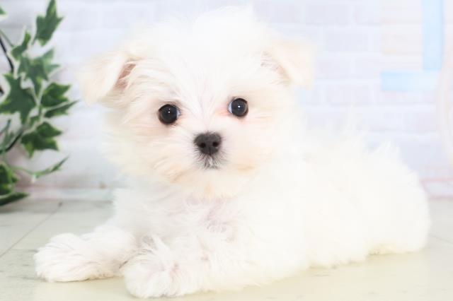 福岡県のマルチーズ (Coo&RIKU行橋店/2025年12月13日生まれ/女の子/ホワイト)の子犬の3枚目の画像