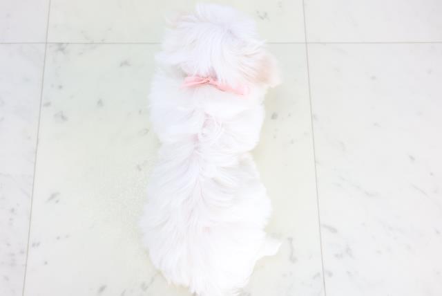 福岡県のマルチーズ (Coo&RIKU行橋店/2025年12月13日生まれ/女の子/ホワイト)の子犬の4枚目の画像