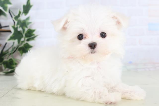 熊本県のマルチーズ (Coo&RIKUカリーノ菊陽店/2025年12月13日生まれ/女の子/ホワイト)の子犬の2枚目の画像