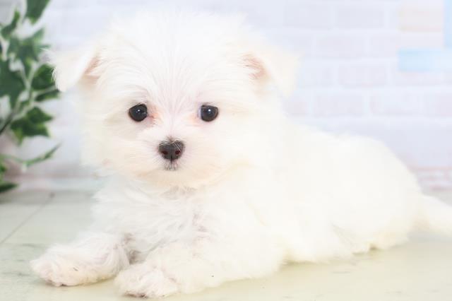 熊本県のマルチーズ (Coo&RIKUカリーノ菊陽店/2025年12月13日生まれ/女の子/ホワイト)の子犬の3枚目の画像