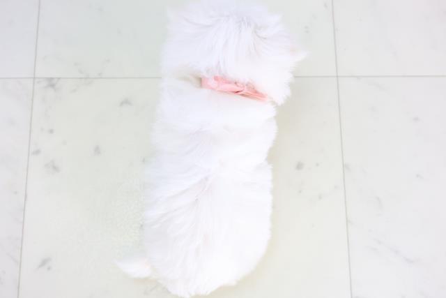 熊本県のマルチーズ (Coo&RIKUカリーノ菊陽店/2025年12月13日生まれ/女の子/ホワイト)の子犬の4枚目の画像