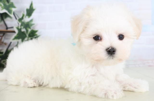 熊本県のマルチーズ (Coo&RIKUイオンモール宇城店/2025年12月14日生まれ/男の子/ホワイト)の子犬の2枚目の画像