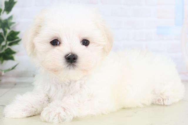 熊本県のマルチーズ (Coo&RIKUイオンモール宇城店/2025年12月14日生まれ/男の子/ホワイト)の子犬の3枚目の画像