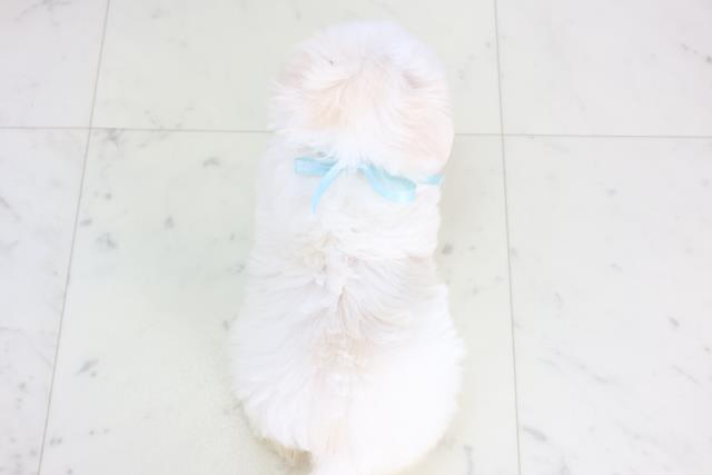 熊本県のマルチーズ (Coo&RIKUイオンモール宇城店/2025年12月14日生まれ/男の子/ホワイト)の子犬の4枚目の画像