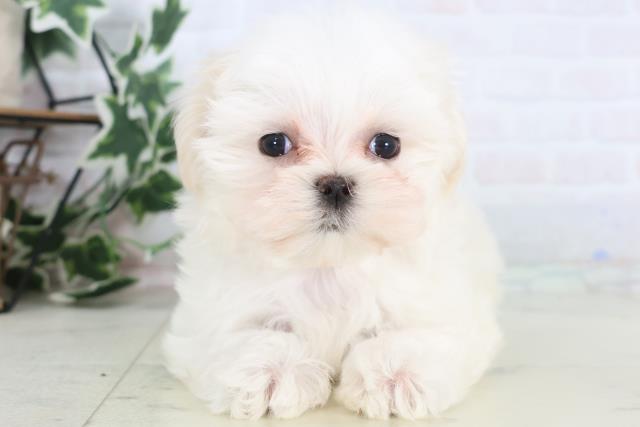 宮崎県のマルチーズ (Coo&RIKU宮崎店/2025年12月14日生まれ/女の子/ホワイト)の子犬の1枚目の画像