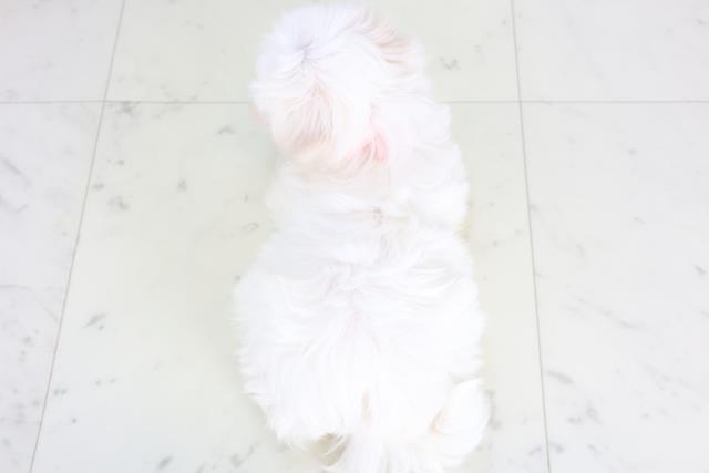 宮崎県のマルチーズ (Coo&RIKU宮崎店/2025年12月14日生まれ/女の子/ホワイト)の子犬の4枚目の画像