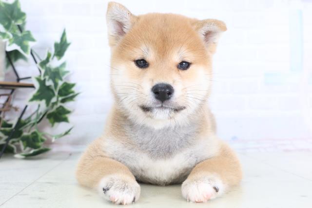 東京都の柴犬(標準サイズ) (Coo&RIKU板橋店/2025年12月14日生まれ/男の子/赤)の子犬の1枚目の画像