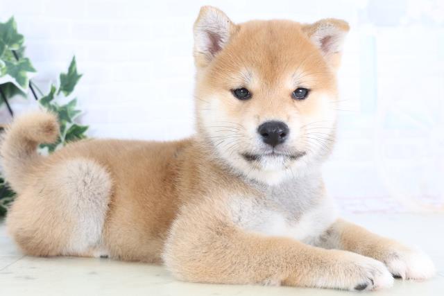 東京都の柴犬(標準サイズ) (Coo&RIKU板橋店/2025年12月14日生まれ/男の子/赤)の子犬の2枚目の画像