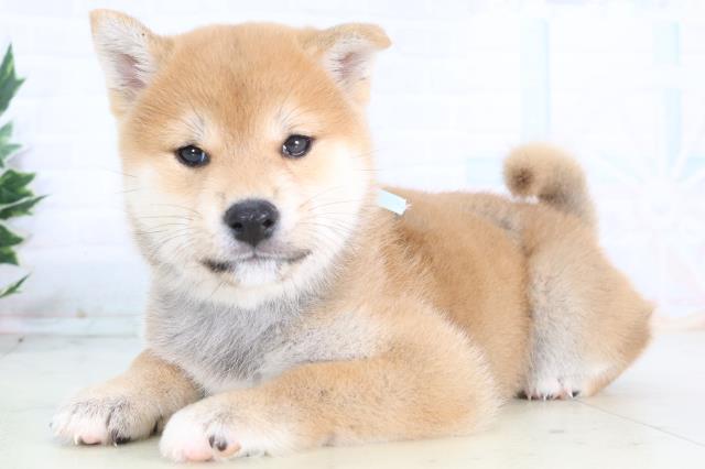 東京都の柴犬(標準サイズ) (Coo&RIKU板橋店/2025年12月14日生まれ/男の子/赤)の子犬の3枚目の画像