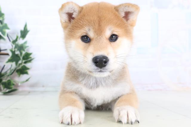 東京都の柴犬(標準サイズ) (Coo&RIKUフレスポ住吉店/2025年12月14日生まれ/男の子/赤)の子犬の1枚目の画像