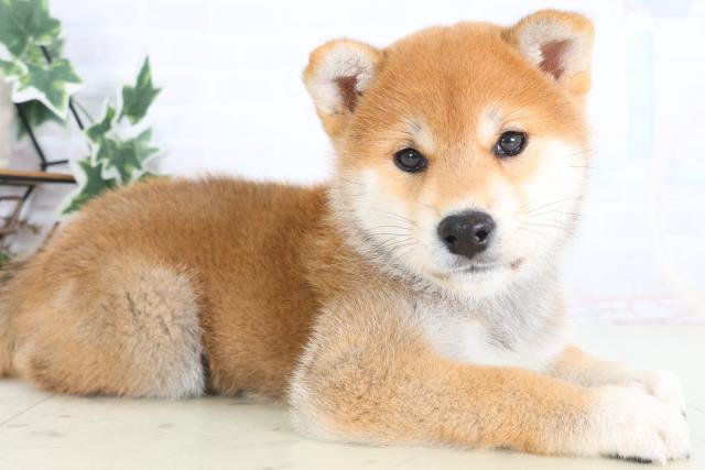 東京都の柴犬(標準サイズ) (Coo&RIKUフレスポ住吉店/2025年12月14日生まれ/男の子/赤)の子犬の2枚目の画像