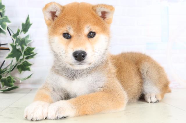 東京都の柴犬(標準サイズ) (Coo&RIKUフレスポ住吉店/2025年12月14日生まれ/男の子/赤)の子犬の3枚目の画像