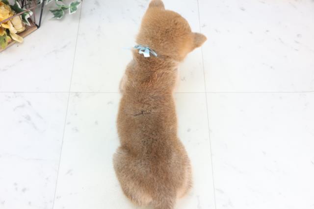 東京都の柴犬(標準サイズ) (Coo&RIKUフレスポ住吉店/2025年12月14日生まれ/男の子/赤)の子犬の4枚目の画像