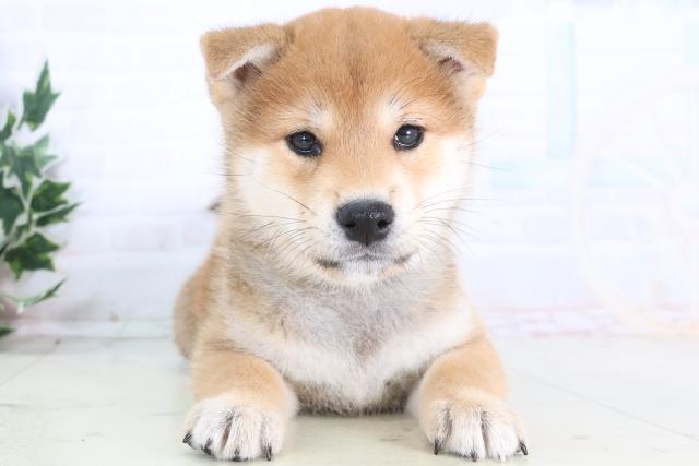 東京都の柴犬(標準サイズ) (Coo&RIKU八王子西店/2025年12月14日生まれ/男の子/赤)の子犬