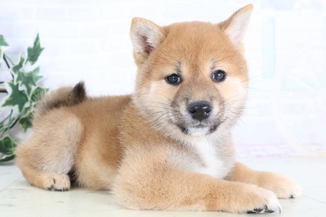 埼玉県の柴犬(標準サイズ) (Coo&RIKU岩槻店/2025年12月14日生まれ/女の子/赤)の子犬の2枚目の画像