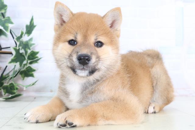 埼玉県の柴犬(標準サイズ) (Coo&RIKU岩槻店/2025年12月14日生まれ/女の子/赤)の子犬の3枚目の画像