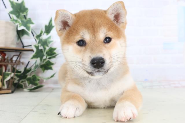 埼玉県の柴犬(標準サイズ) (Coo&RIKU所沢店/2025年12月14日生まれ/女の子/赤)の子犬の1枚目の画像