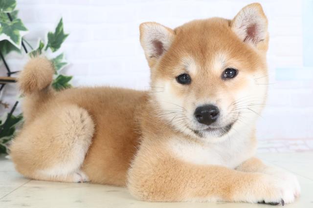 埼玉県の柴犬(標準サイズ) (Coo&RIKU所沢店/2025年12月14日生まれ/女の子/赤)の子犬の2枚目の画像