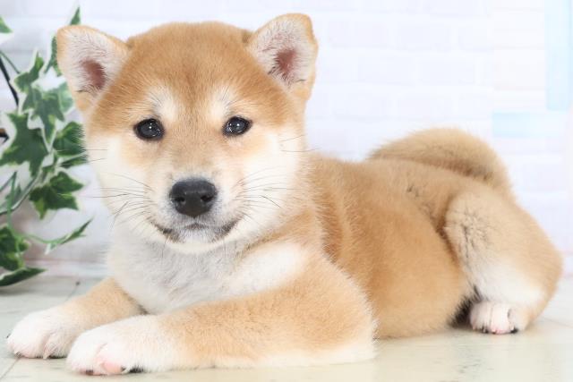 埼玉県の柴犬(標準サイズ) (Coo&RIKU所沢店/2025年12月14日生まれ/女の子/赤)の子犬の3枚目の画像