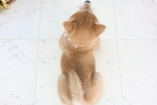 埼玉県の柴犬(標準サイズ) (Coo&RIKU所沢店/2025年12月14日生まれ/女の子/赤)の子犬の4枚目の画像