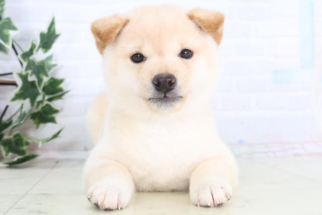 石川県の豆柴 (Coo&RIKU金沢店/2025年12月14日生まれ/女の子/白)の子犬の1枚目の画像