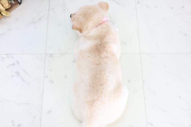 石川県の豆柴 (Coo&RIKU金沢店/2025年12月14日生まれ/女の子/白)の子犬の4枚目の画像