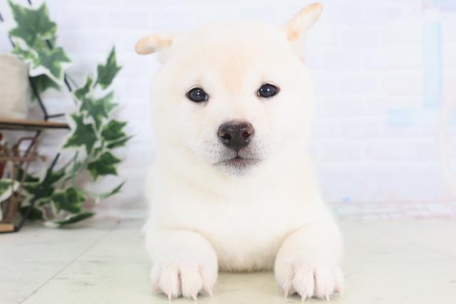 長野県の豆柴 (Coo&RIKU長野店/2025年12月14日生まれ/女の子/白)の子犬の1枚目の画像