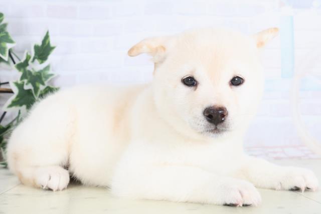 長野県の豆柴 (Coo&RIKU長野店/2025年12月14日生まれ/女の子/白)の子犬の2枚目の画像