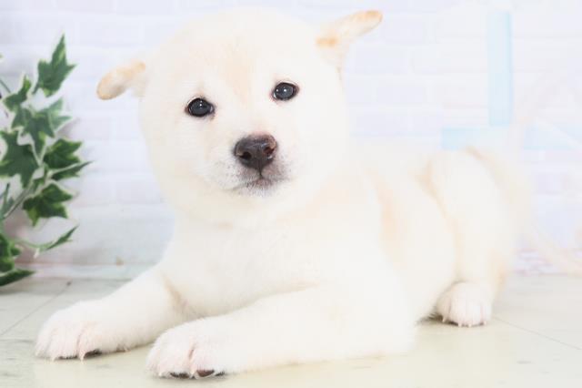 長野県の豆柴 (Coo&RIKU長野店/2025年12月14日生まれ/女の子/白)の子犬の3枚目の画像