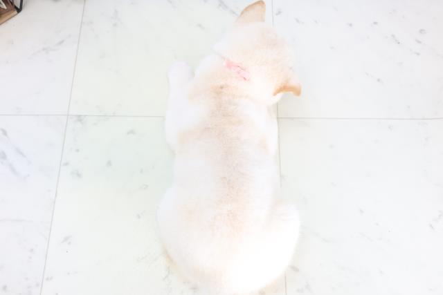 長野県の豆柴 (Coo&RIKU長野店/2025年12月14日生まれ/女の子/白)の子犬の4枚目の画像