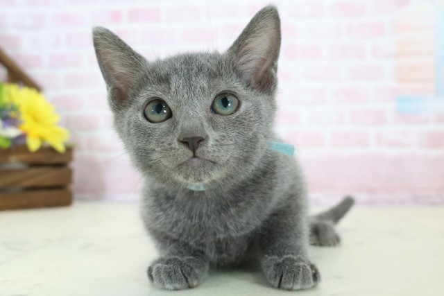 ロシアンブルー