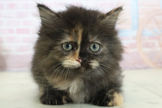 福岡県のミヌエット (Coo&RIKU久留米店/2025年12月12日生まれ/女の子/トーティー)の子猫の1枚目の画像