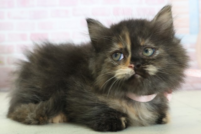 福岡県のミヌエット (Coo&RIKU久留米店/2025年12月12日生まれ/女の子/トーティー)の子猫の2枚目の画像