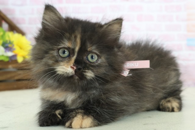 福岡県のミヌエット (Coo&RIKU久留米店/2025年12月12日生まれ/女の子/トーティー)の子猫の3枚目の画像