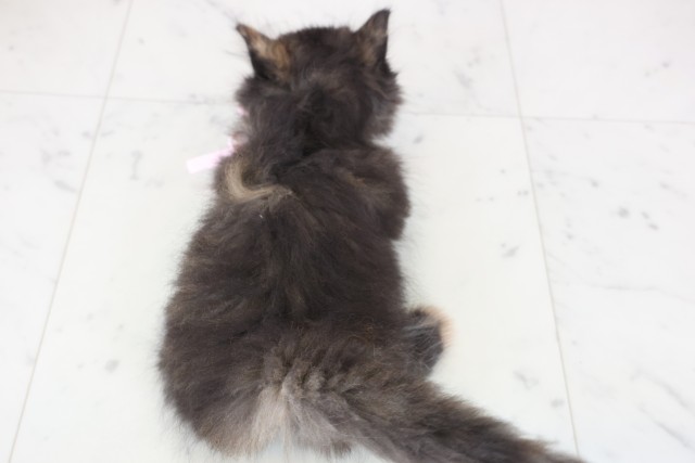 福岡県のミヌエット (Coo&RIKU久留米店/2025年12月12日生まれ/女の子/トーティー)の子猫の4枚目の画像