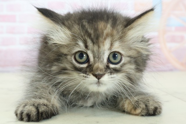 熊本県のミヌエット (Coo&RIKU宇土シティモール店/2025年12月12日生まれ/女の子/ブラウンタビー)の子猫の1枚目の画像