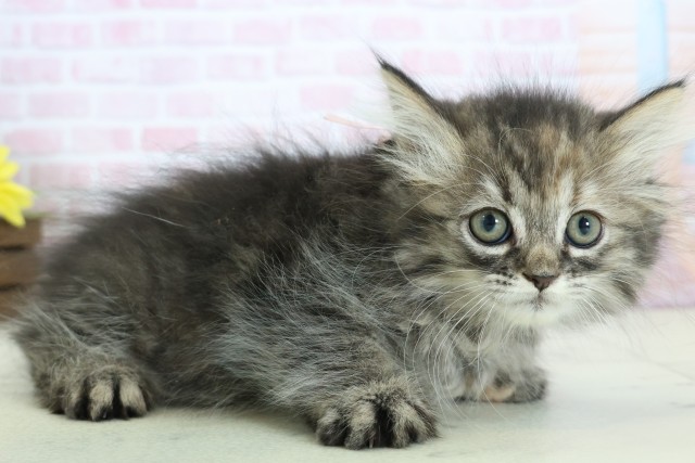 熊本県のミヌエット (Coo&RIKU宇土シティモール店/2025年12月12日生まれ/女の子/ブラウンタビー)の子猫の2枚目の画像