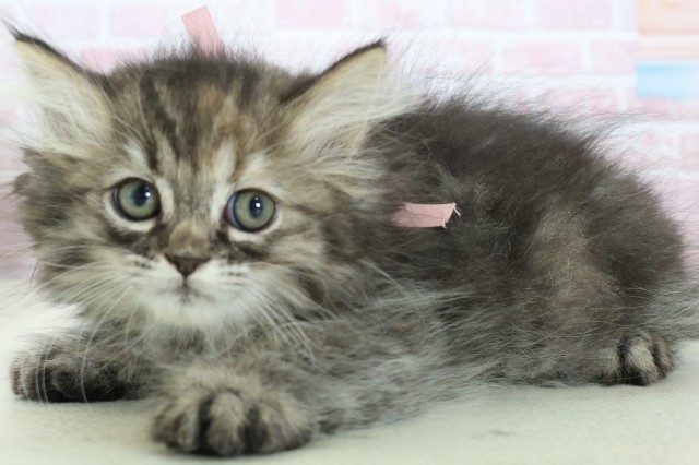 熊本県のミヌエット (Coo&RIKU宇土シティモール店/2025年12月12日生まれ/女の子/ブラウンタビー)の子猫の3枚目の画像