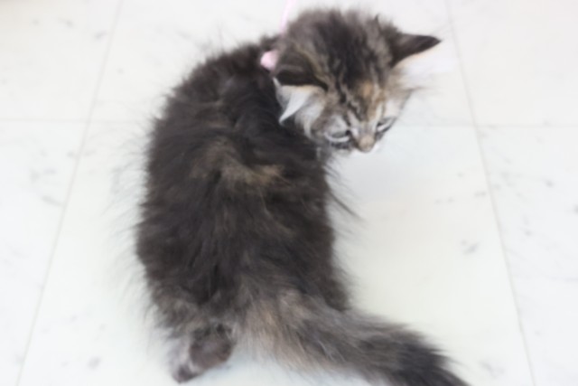 熊本県のミヌエット (Coo&RIKU宇土シティモール店/2025年12月12日生まれ/女の子/ブラウンタビー)の子猫の4枚目の画像