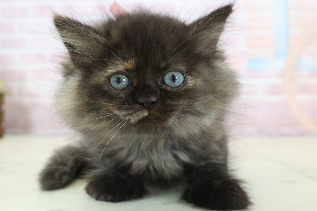 福岡県のミヌエット (Coo&RIKUフォレストシティ春日店/2025年12月12日生まれ/女の子/トーティー)の子猫の1枚目の画像